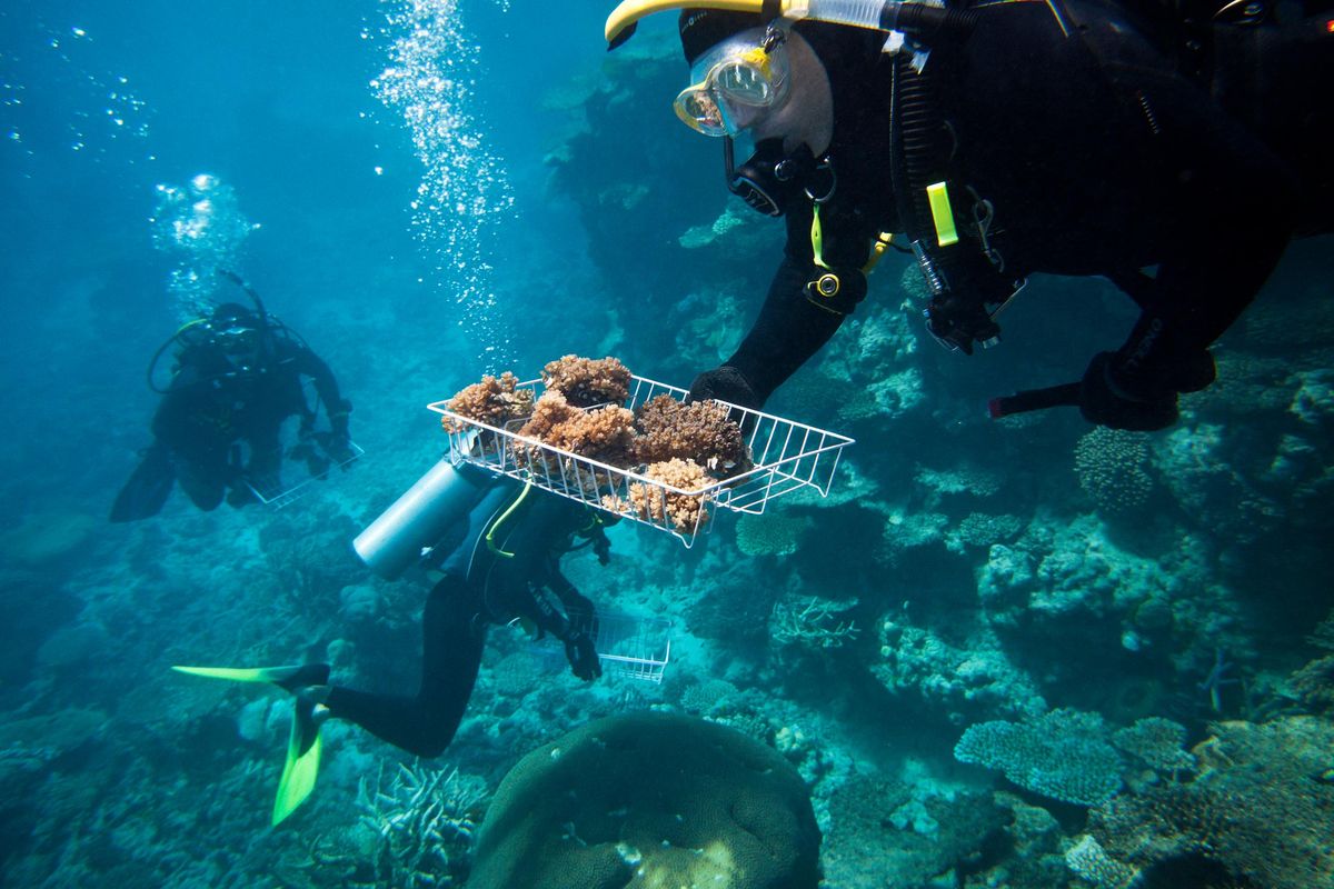 Complete ban on single-use plastics will heal Australia’s Great Barrier Reef
