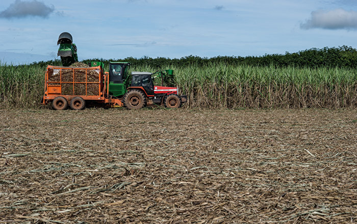 Brazil cancels ban on sugarcane farming in Amazon