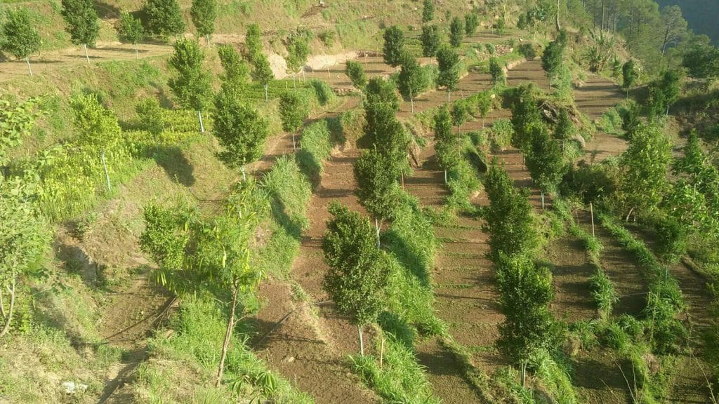 सुन्तलाको विरुवाको निर्यात बढ्दो