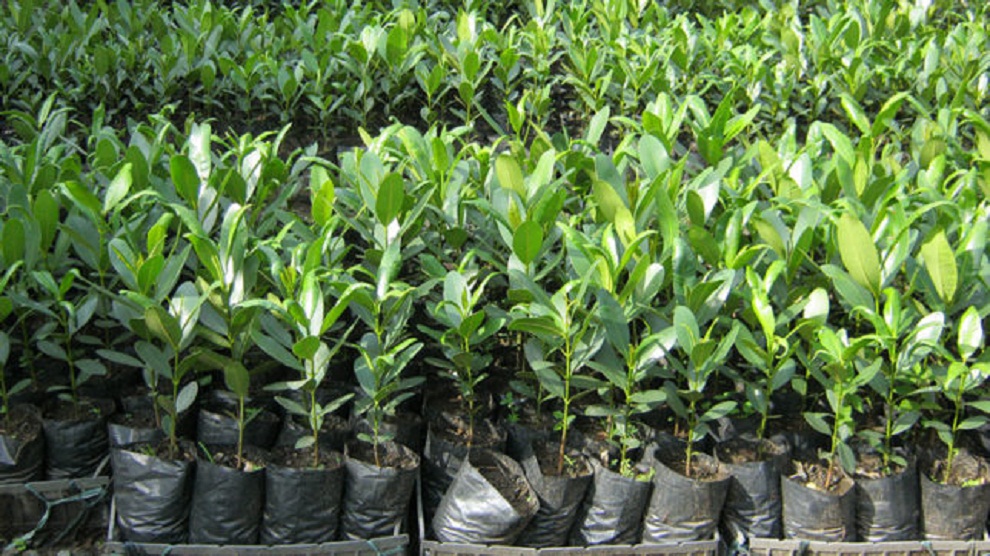 फलफूलका बिरुवा बिक्री