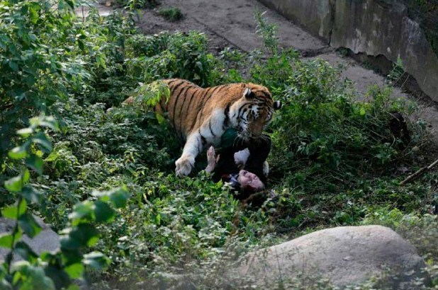 बाघको आक्रमणमा माहुतेको मृत्यु