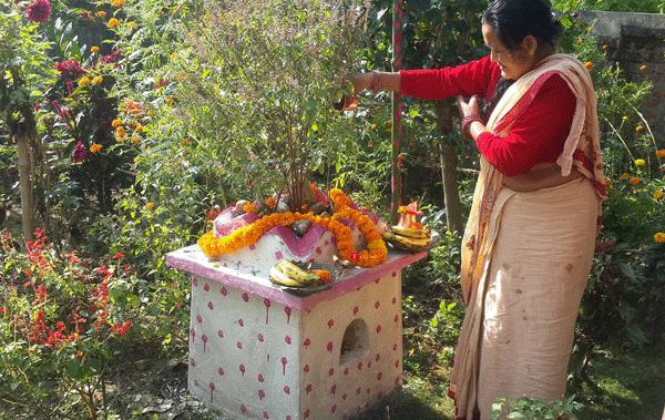 देशभरका नारायण मन्दिरमा भक्तजनको भीड, तुलसीको विशेष पूजा गरिँदै