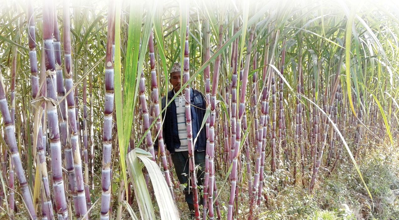 तोकिएको मूल्य नपाएपछि उखु किसान आन्दोलित