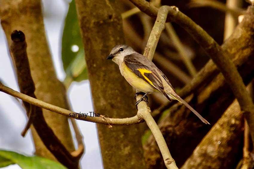कोशी टप्पुमा दुर्लभ  ‘सेतो पेटे रानी चरी’ फेला