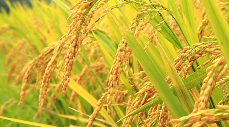 धान उत्पादनमा कमी