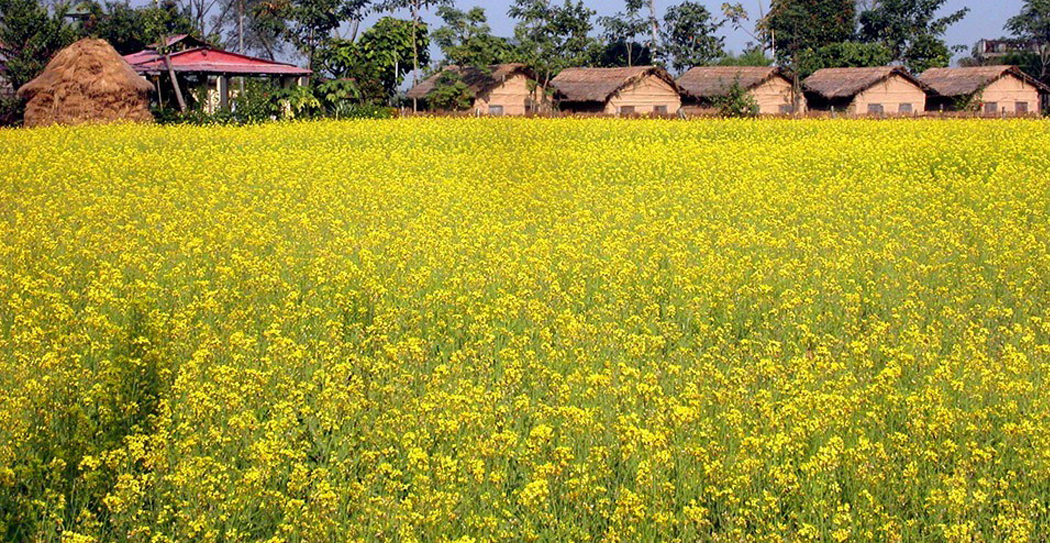झापा  तोरीमा आत्मनिर्भर हुँदै