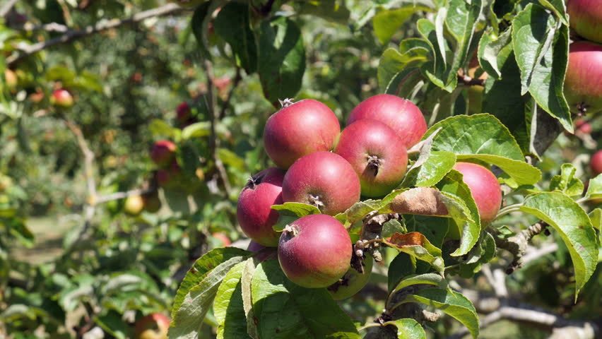 मुस्ताङमा २७ हजार स्याउका बिरुवा माग