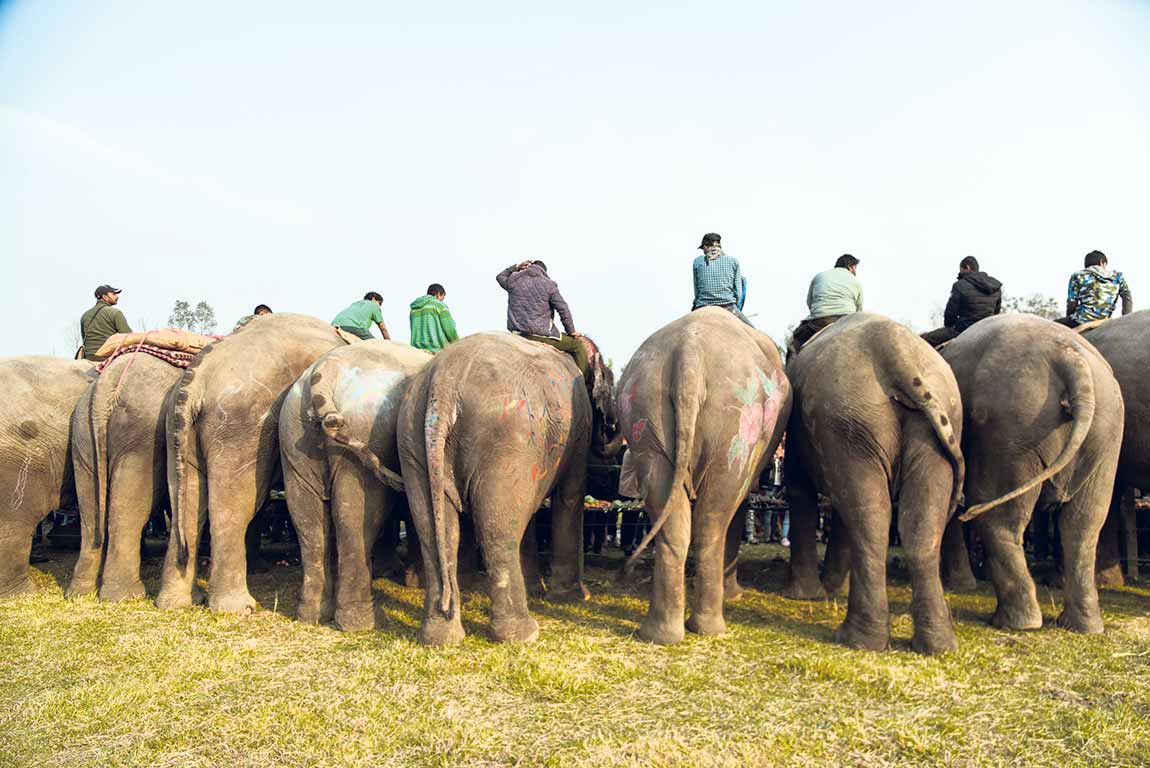भम्रण वर्ष २०२० : निकुञ्जमा हात्ती थपिँदै