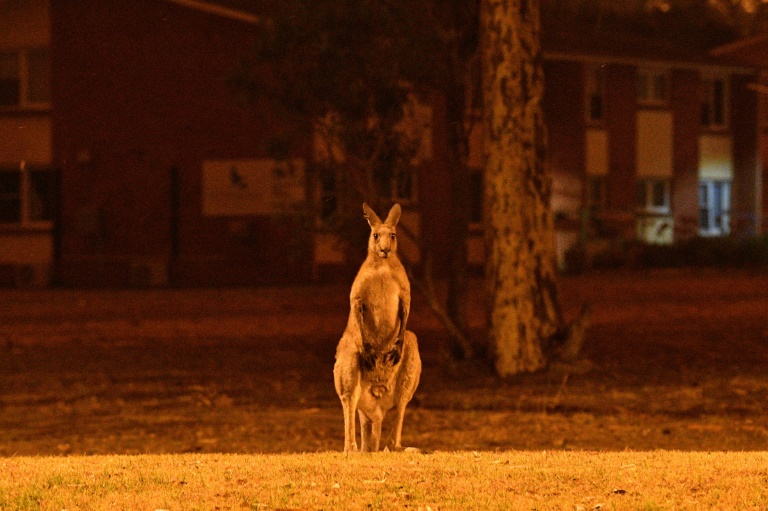 Wildlife ravaged by Australia fires could take decades to recover