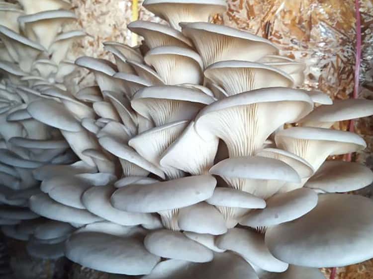 युवाको रोजाइमा च्याउखेती