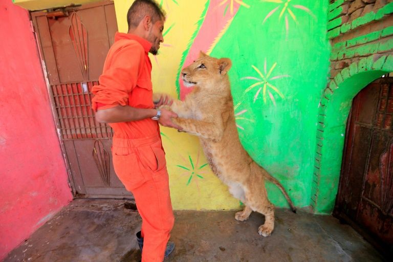In war-torn Yemen, zoo animals face daily struggle