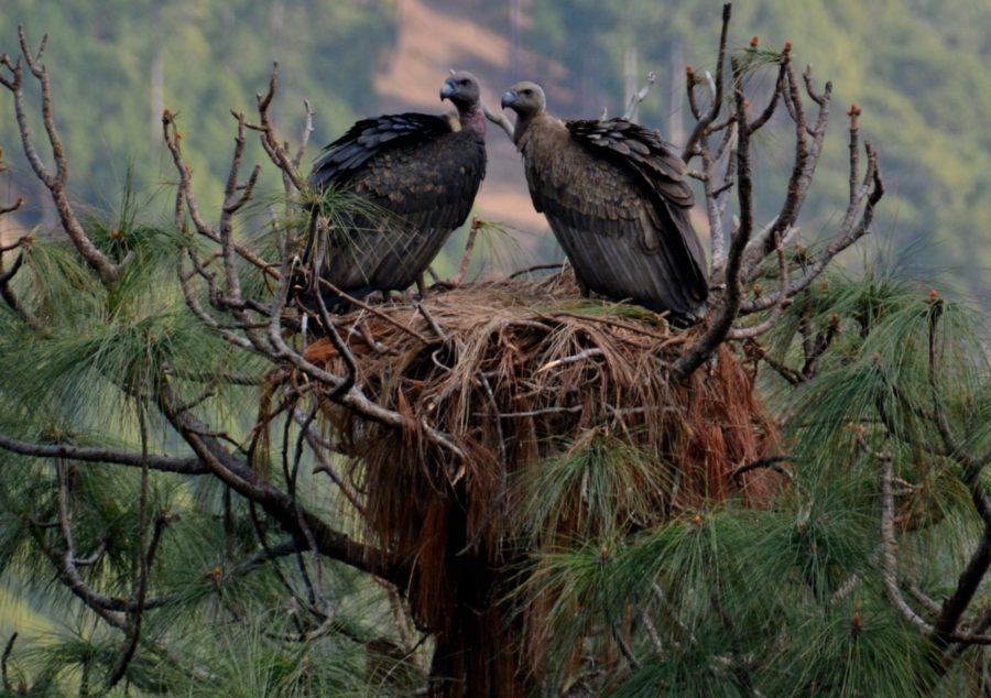 गिद्ध देखिए दैलेखमा