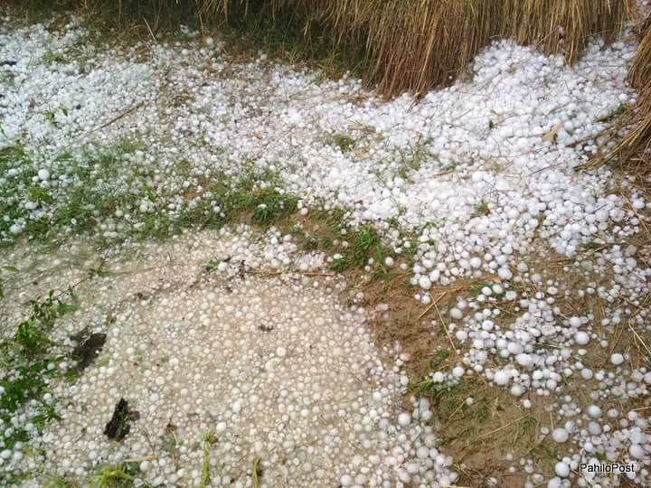 असिना पानीले गहुँबाली नष्ट