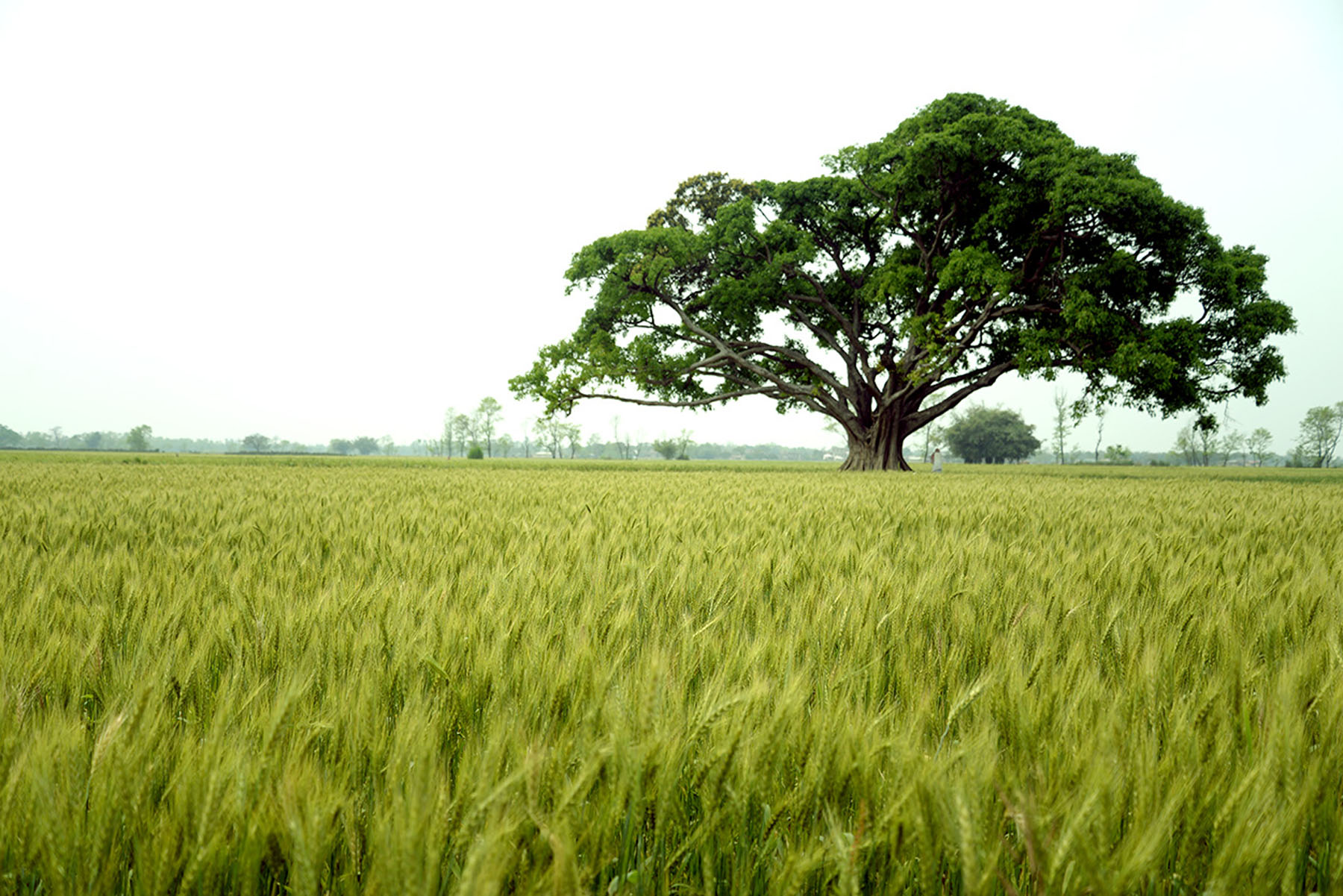 गहु खेतीको मनमोहक दृश्य