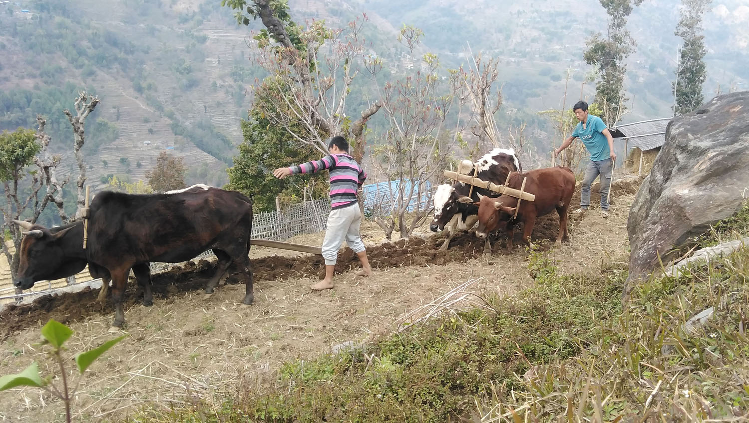 खोटाङ जिल्लाको प्रमुख बाली मकै खेती