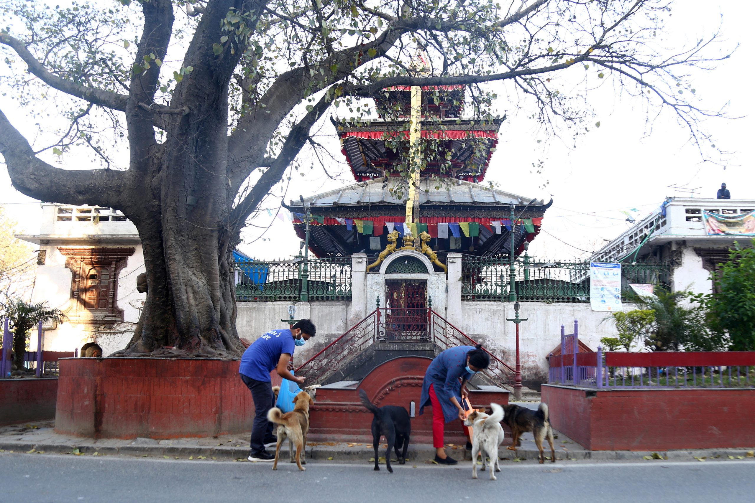 कुकुरलाई खाना