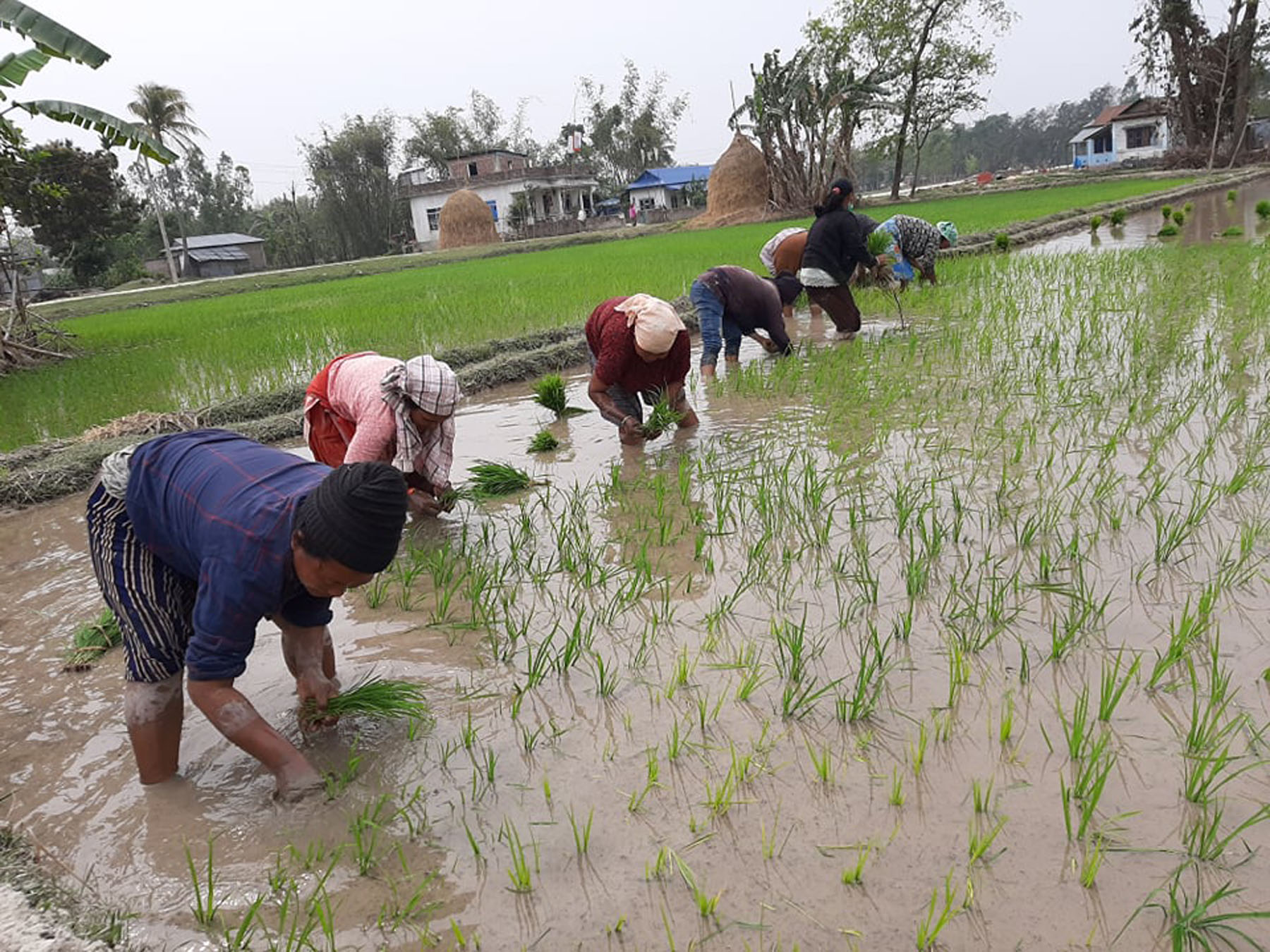 चैते धान रोपाइँमा किसान