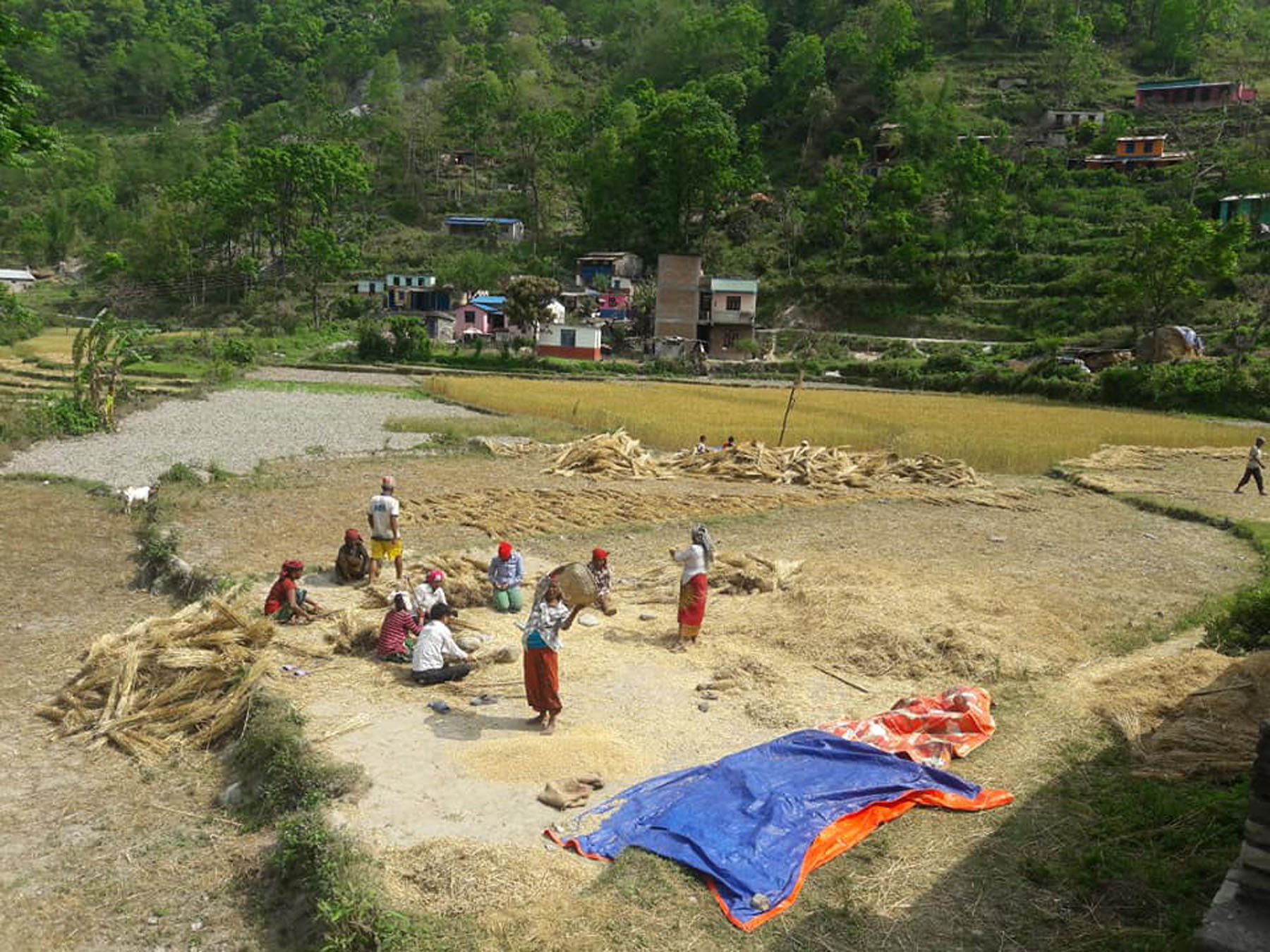 गहुँ थन्क्याउँदै किसान