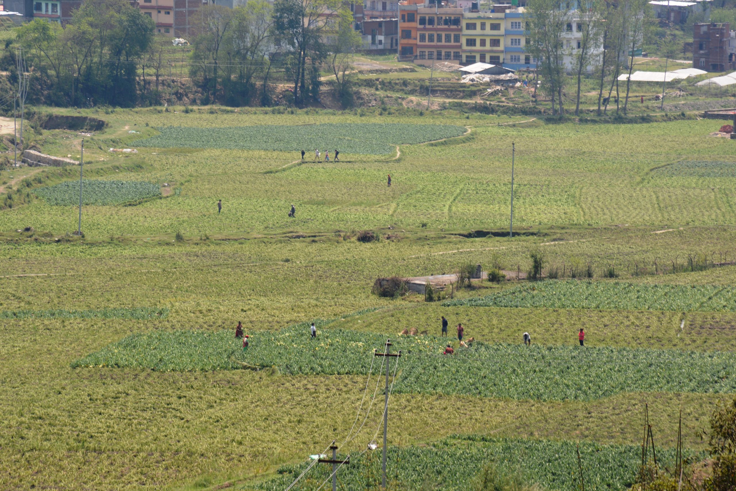 असिनाले तरकारी बाली नष्ट गरेपछि किसान चिन्तित