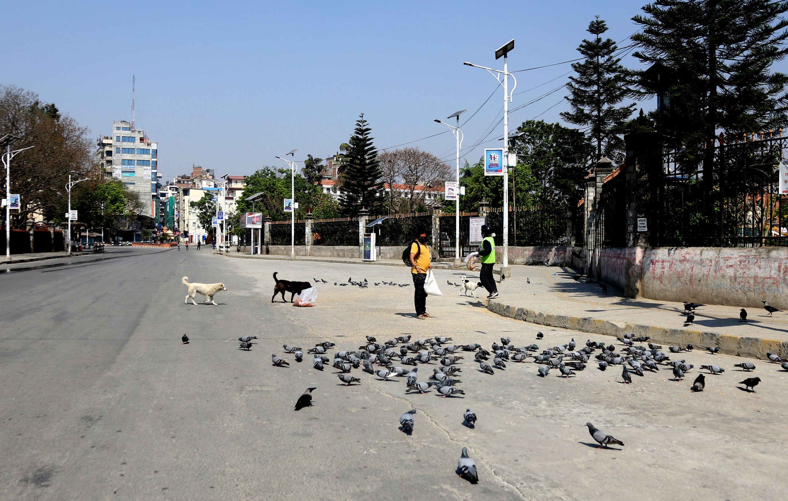 स्थानीयद्वारा परेवा, कुकुरलाई  खानेकुरा