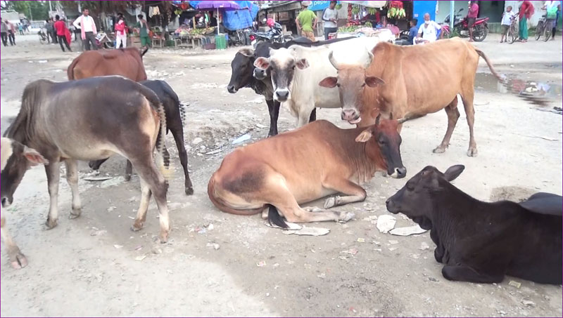 भोकभोकै मर्न थाले गाईबस्तु