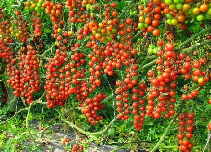 लकडाउनका कारण गोलभेँडा बिक्री गर्न नपाउँदा किसान निरास