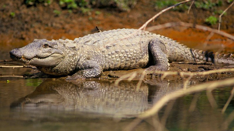 राप्तीमा छाडिएको गोही हुग्दीको चाकाडामा