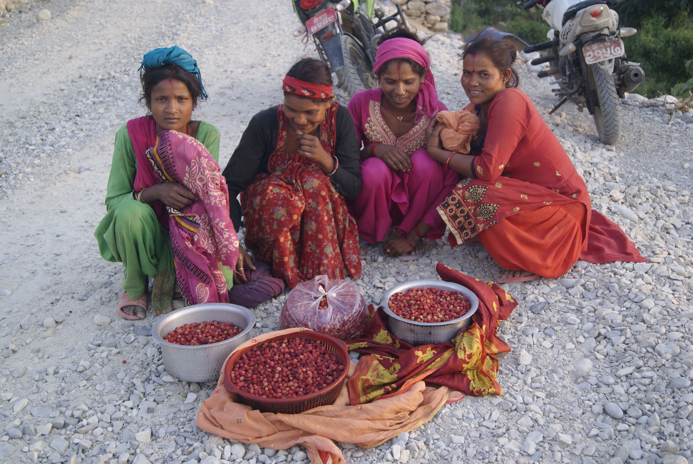 काफल बेचेर घर खर्च चलाउँदै