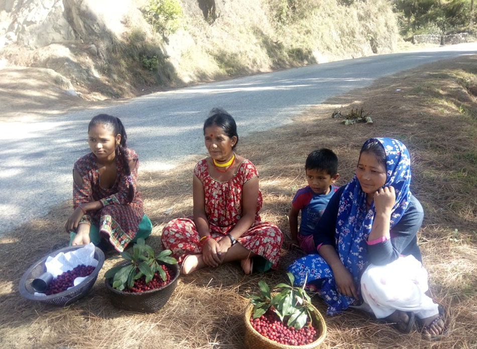 रसिलो अनि मिठो काफल खाने होइन त?