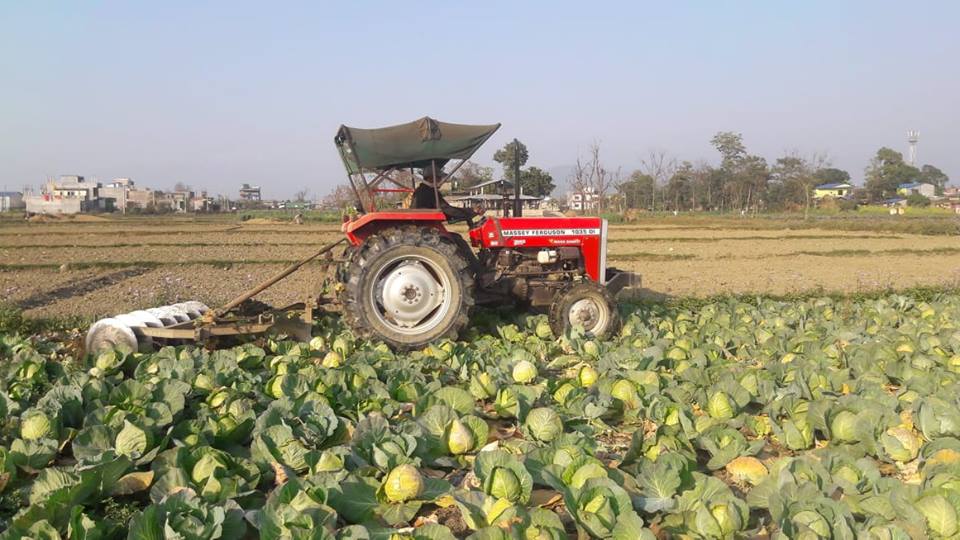 तरकारीले बजार नपाएपछि, तरकारी बारीमै चल्यो ट्र्याक्टर