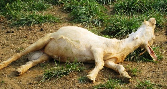 अज्ञात रोगले भैँसी र बाख्रा मरे