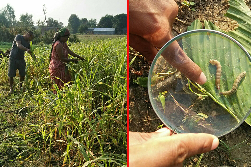 मकैबालीमा फौजीकिराको प्रकोप, किसान चिन्तित