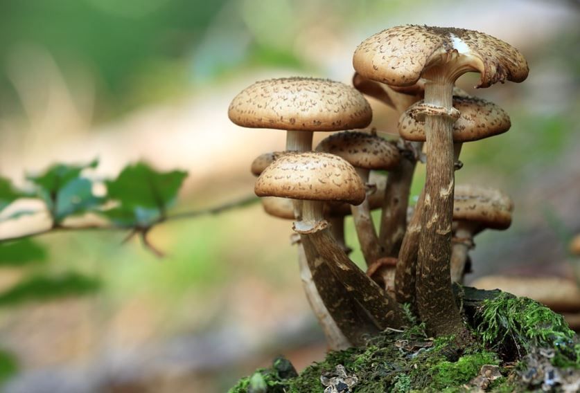 जङ्गली च्याउ खाएर एकको मुत्यु