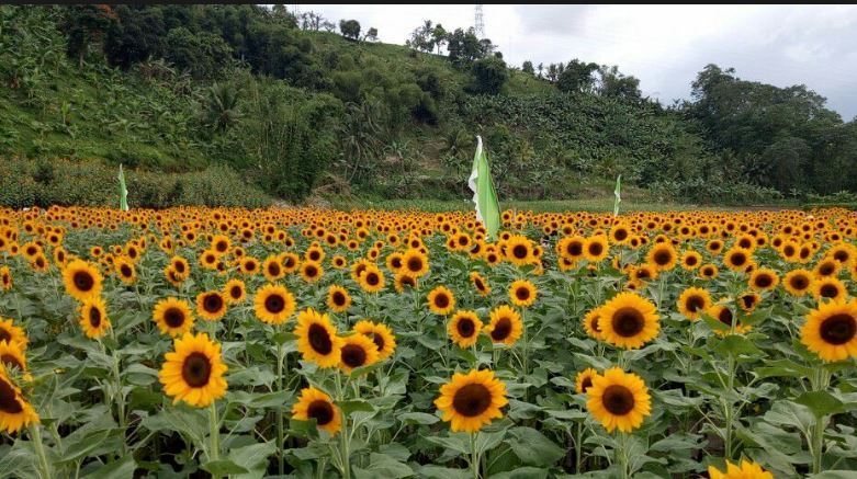 सूर्यमुखी फूलखेती तर्फ आकर्षण बढ्यो