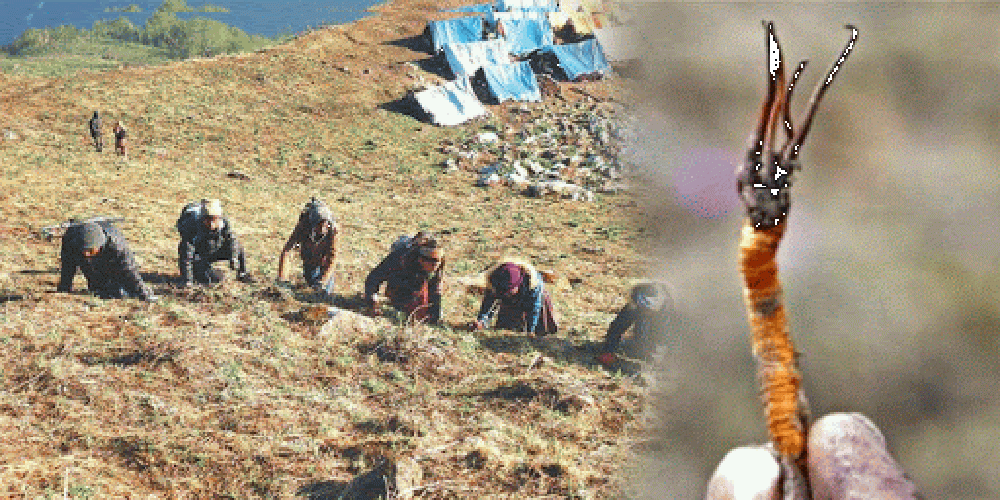 यार्सागुम्बा संकलनमा रोक