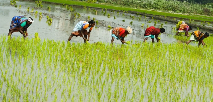 वर्षा शुरु भएपछि ग्रामीण क्षेत्रमा रोपाइँ शुरु
