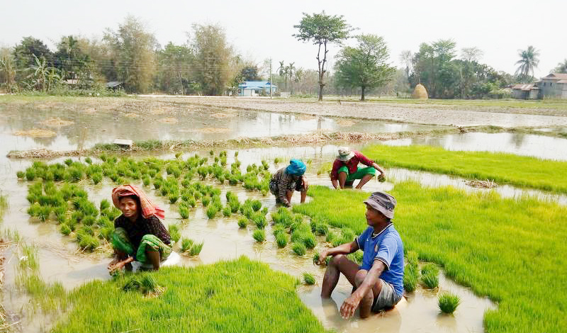रोपाइँको चटारोमा किसान