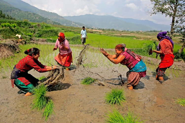 धान रोपाइँ २१ प्रतिशत