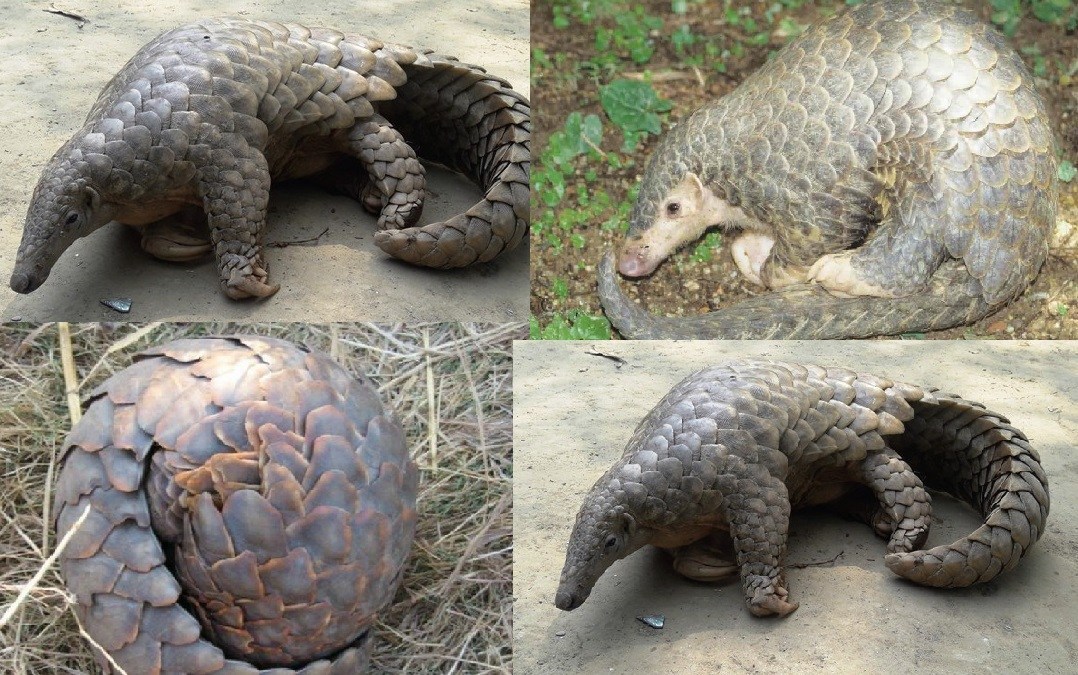 गोरखामा लोपोन्मुख तामे सालक भेटियो