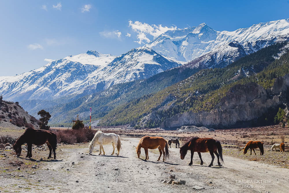 कृषि र पशुपालनमै फर्किन थाले मनाङवासी