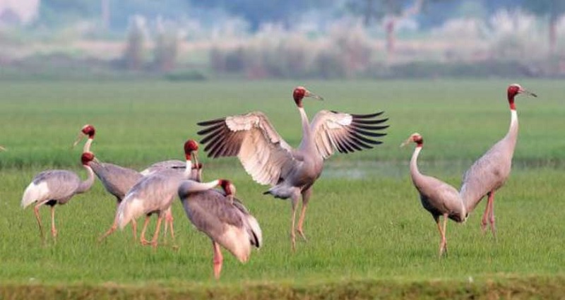 साइबेरियाली बकुल्ला आइपुग्यो महोत्तरीको गौशालामा ,चरा हेर्न अहिले भीड
