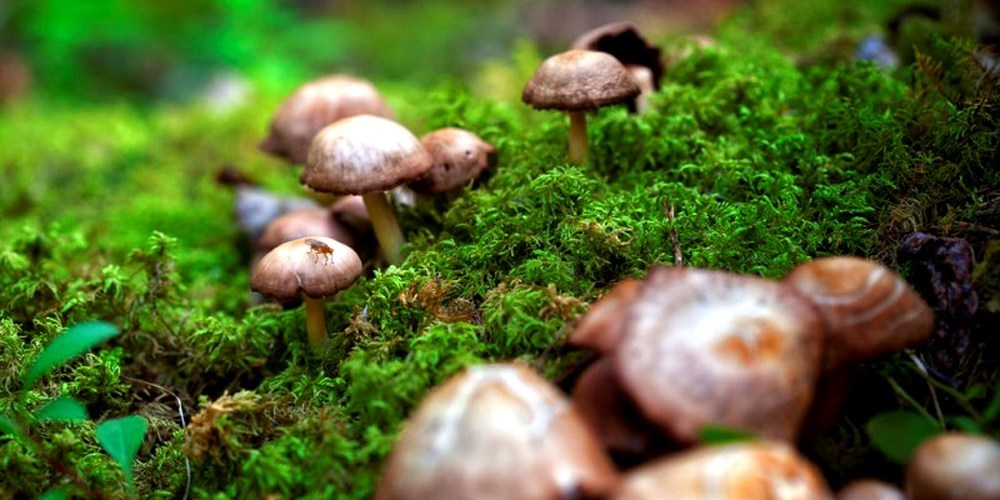 जङ्गली च्याउँ खाँदा १४ बिरामी
