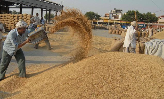 गत वर्षभन्दा दोब्बर धानको बीउ बिक्री