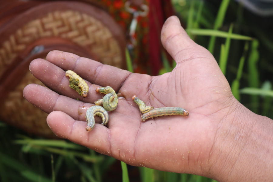 मकैबालीमा फौजी कीराको आक्रमणले किसान चिन्तित