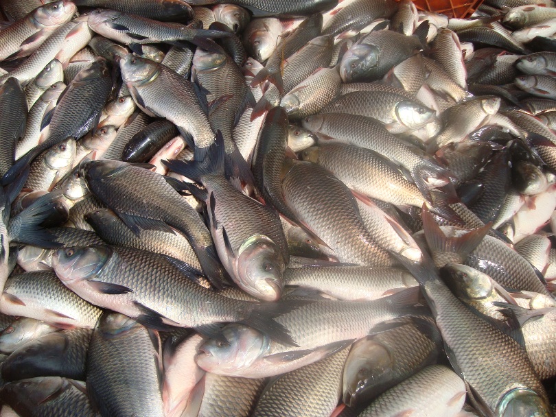 रोजगारीलाई जोड्दै रुपातालको माछा