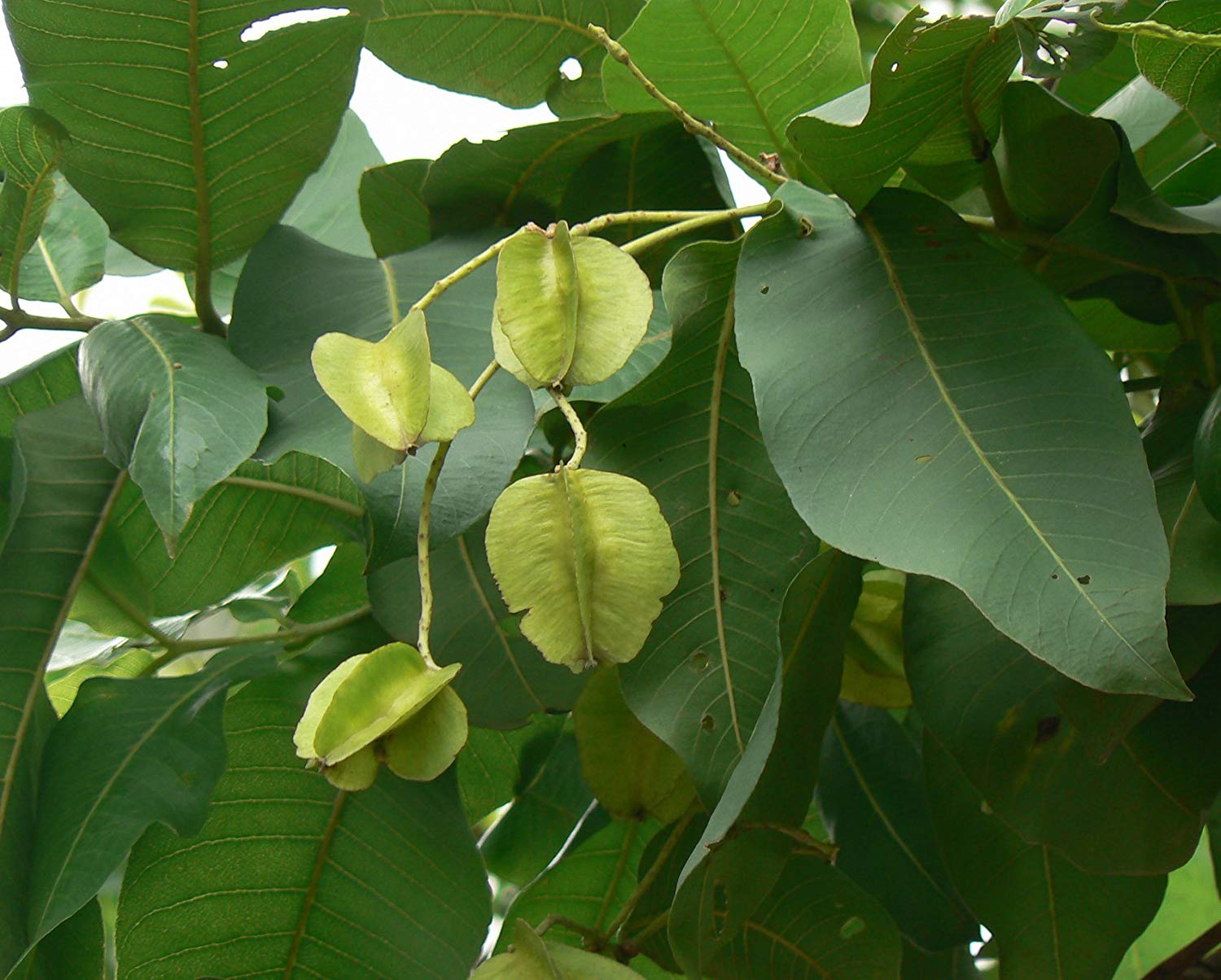 लोपोन्मुख विजयसाल संरक्षणमा उपभोक्ता