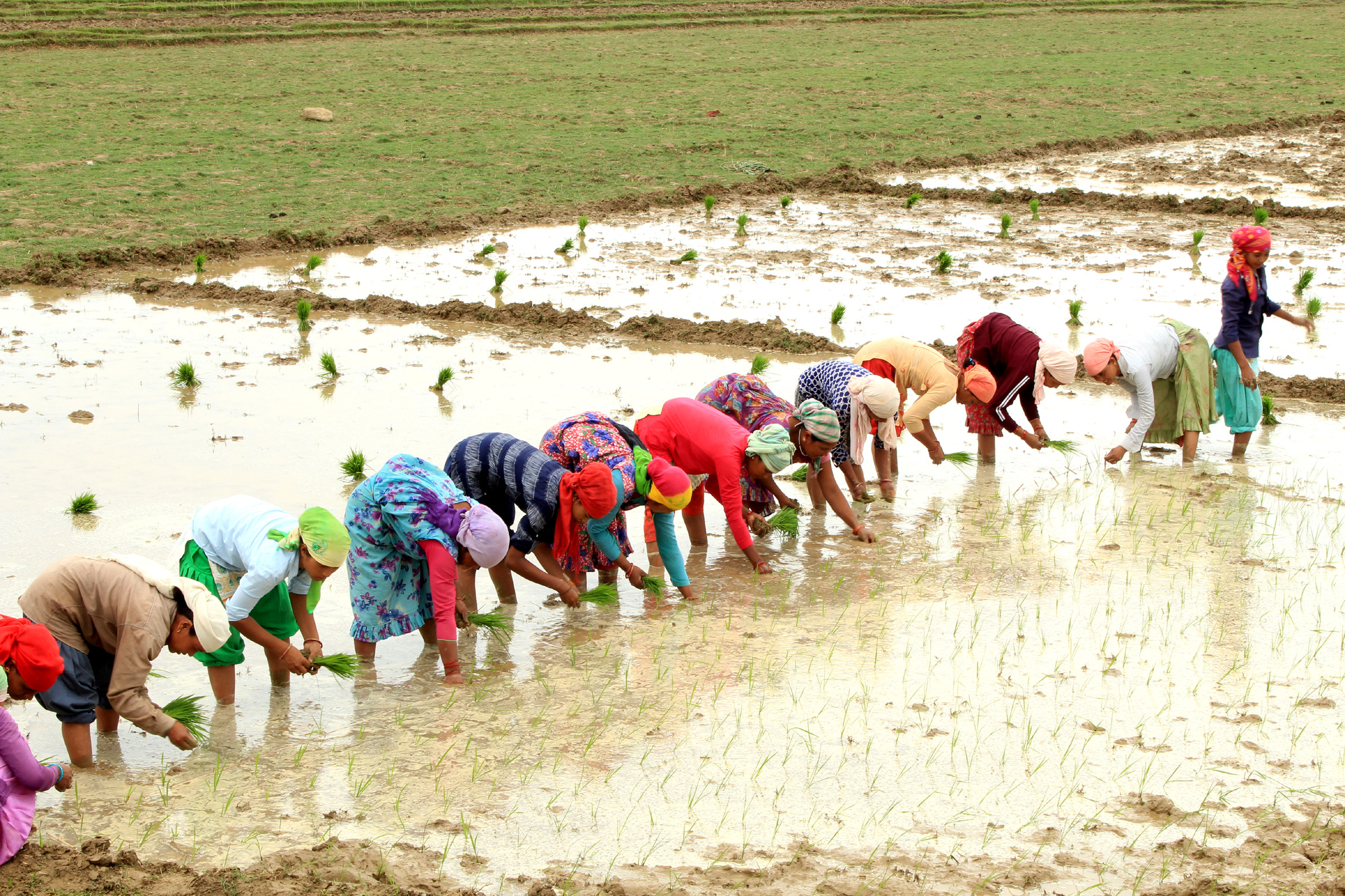 वर्षाले बेलैमा रोपाइँ