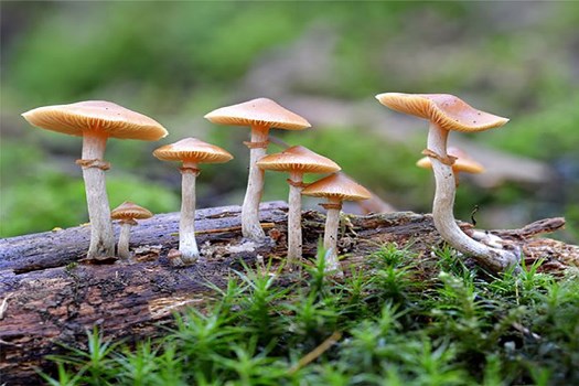 जङ्गली च्याउ खाँदा एक बालकको मृत्यु, चार बिरामी