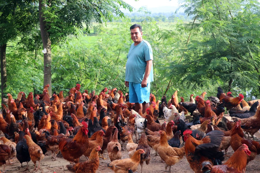 व्यावसायिक लोकल कुखुरा पालन