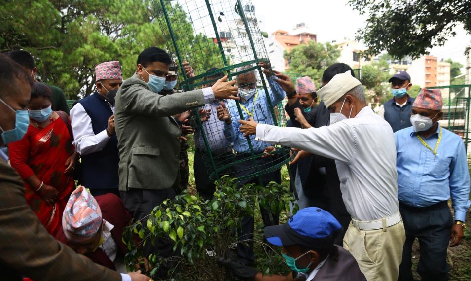 कैलाशडाँडामा वृक्षरोपण